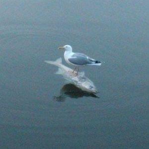 Meet your Posher, Nathan